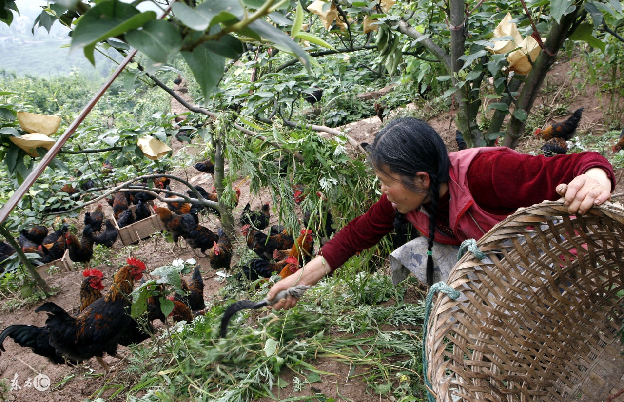 漳州野生放养土鸡,野生放养土鸡