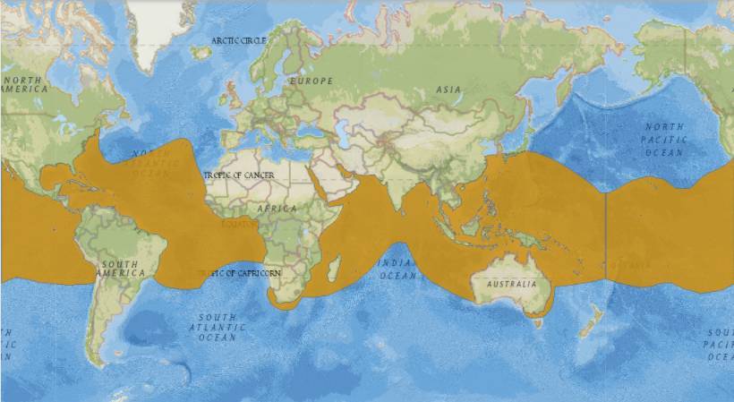 关于鲸鱼你知道什么,鲸鲨温柔
