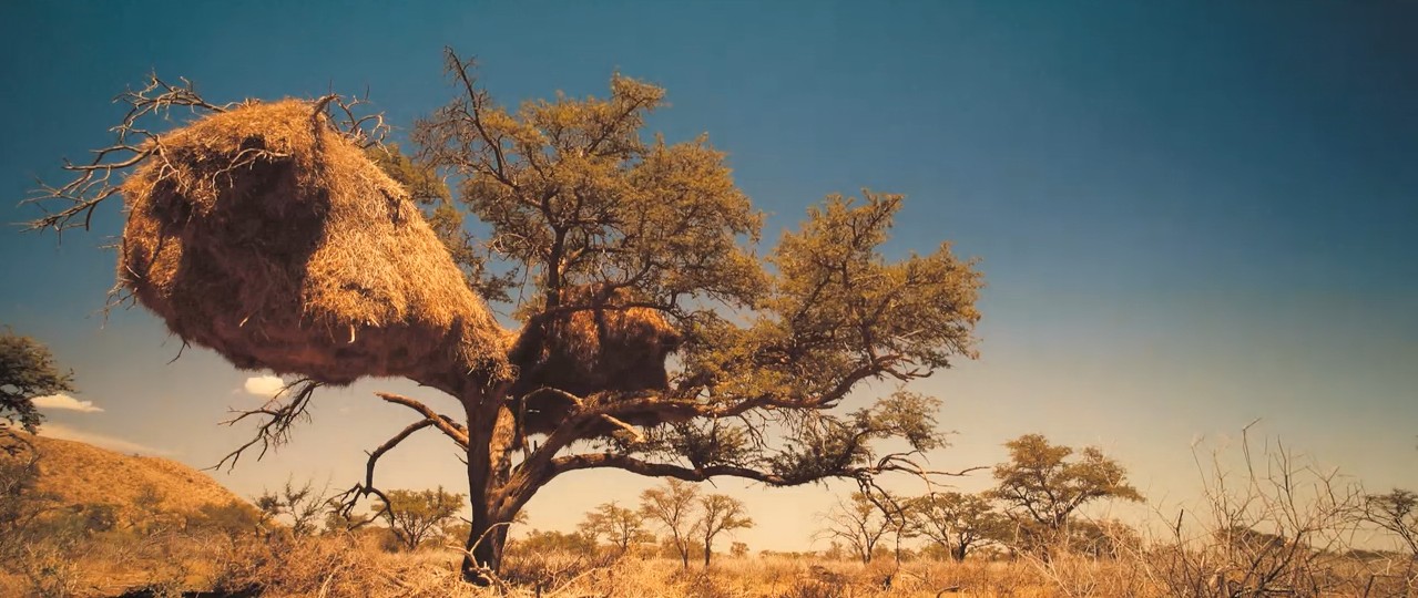 王朝狐獴纪录片,非洲纪录片狐獴