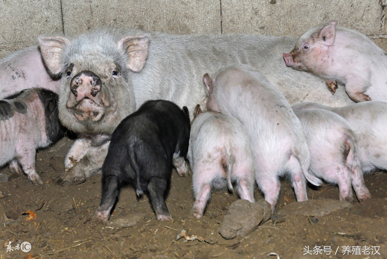 蓝耳病会引起母猪子宫内膜炎吗,母猪有子宫内膜炎可以输精不