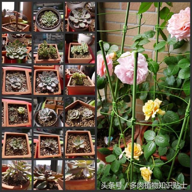 多肉植物怎么养才能活得更好呢,多肉植物养不活