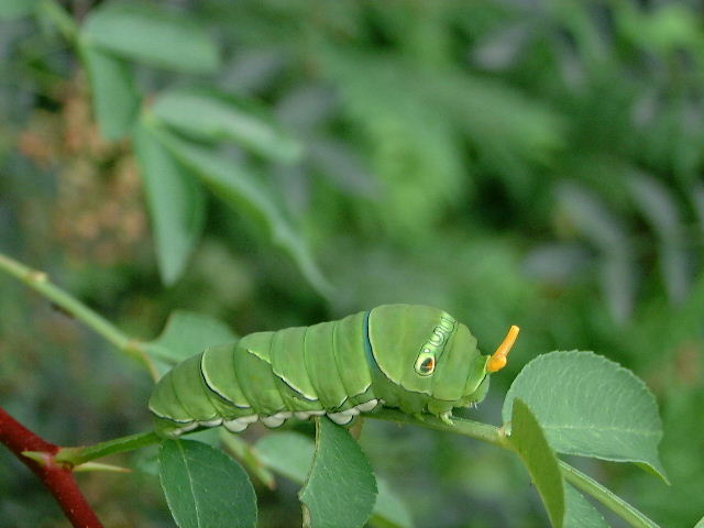 常见的大虫子科普,盘点那些你没见过的虫子