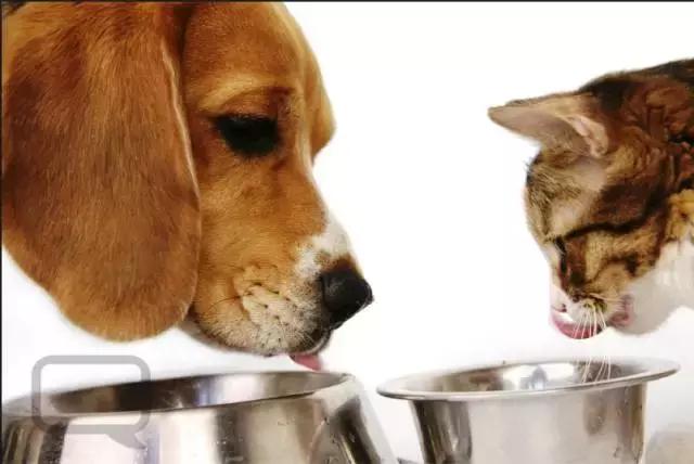 猫粮科普,科普猫粮知识