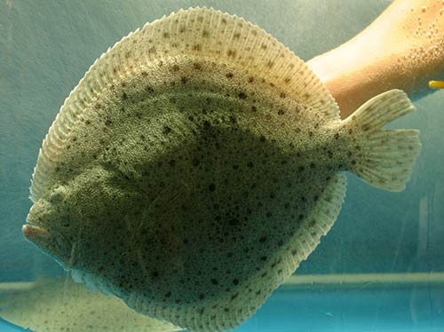 中国人常吃的鱼,常吃的海鱼种类及图片