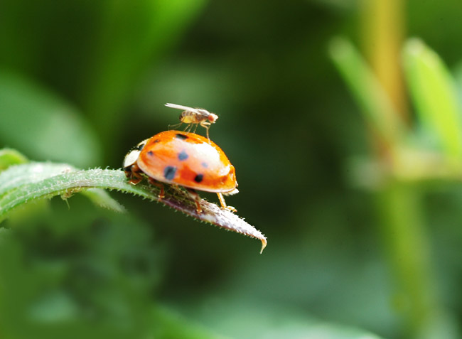 常见的大虫子科普,盘点那些你没见过的虫子