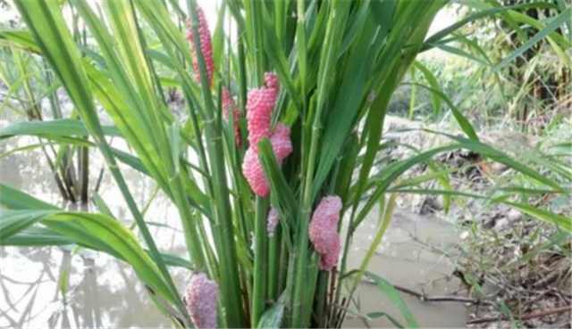 意外怀孕50天流产最佳解决方法,怀孕9个月妈妈突然流产