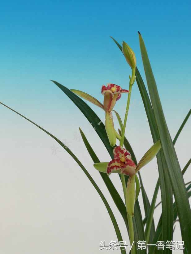 蝴蝶兰优雅唯美,兰花欣赏四季兰