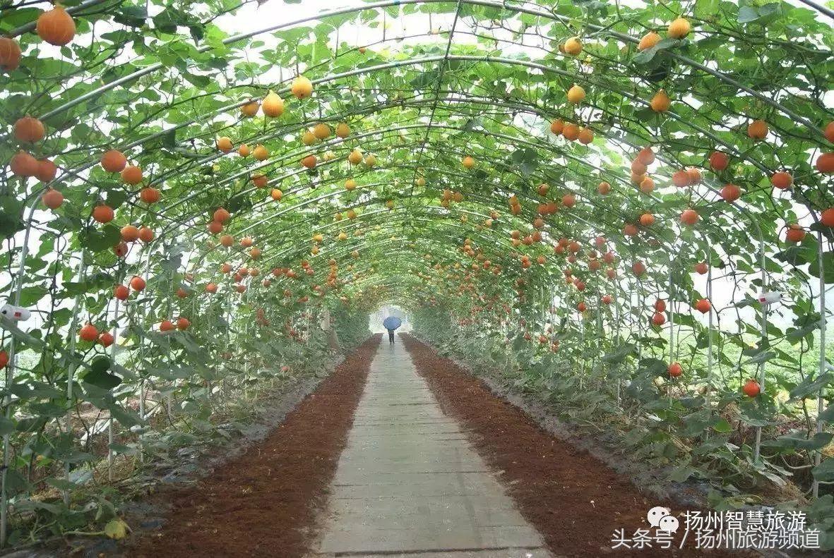 扬州农家乐游玩攻略,扬州十大最美农家乐