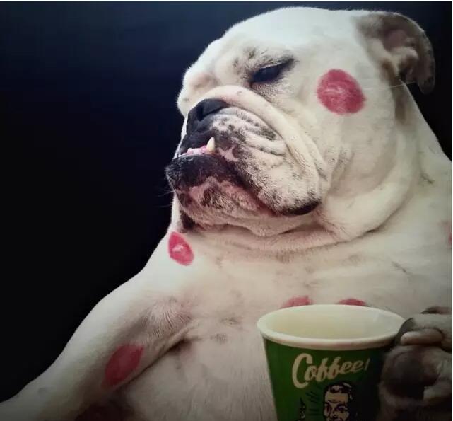 斗牛犬放屁怎么做到的,法国斗牛犬放屁怎么办