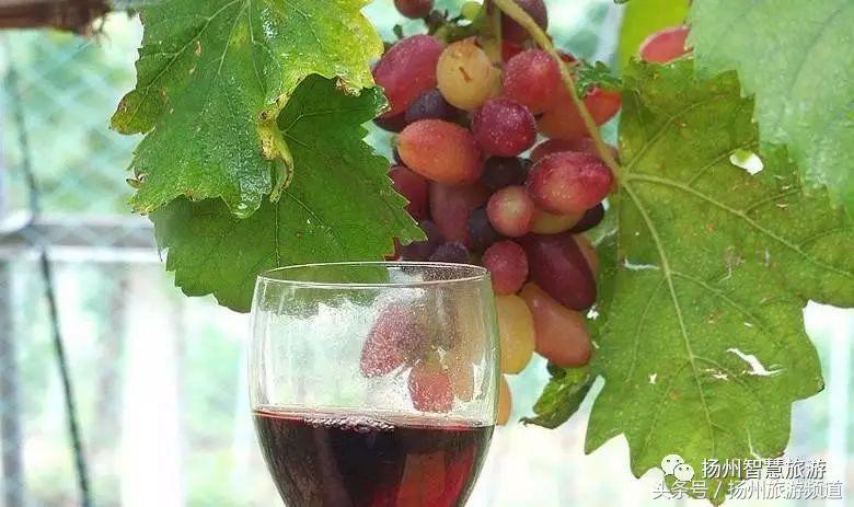 扬州农家乐游玩攻略,扬州十大最美农家乐