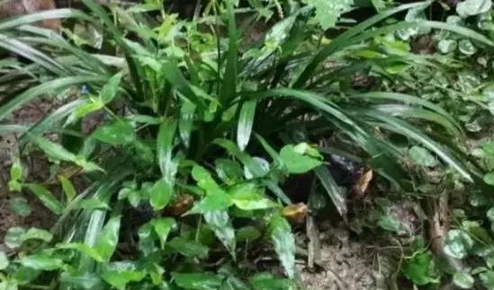 不养龟怎么知道养龟人的乐趣,你没养过狗永远不知道养狗的快乐