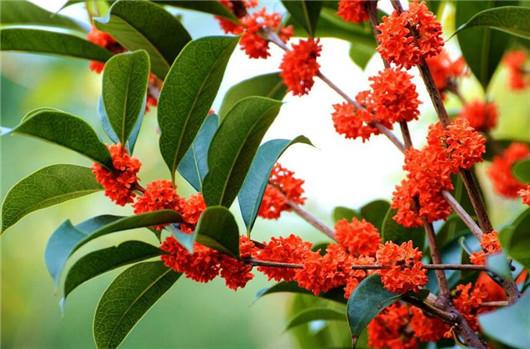 桂花养殖方法和注意什么,桂花风水大忌大全及讲解