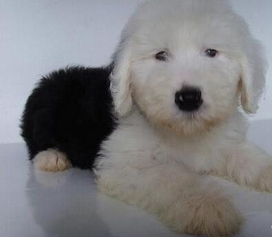 给狗狗穿鞋的感受,给狗狗穿鞋到底好不好呢视频