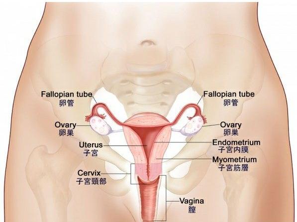 女子腹痛查出宫内宫外,女子腹痛去医院医生一看立马报警