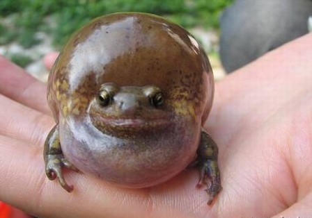 常见的大虫子科普,盘点那些你没见过的虫子