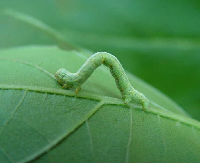 常见的大虫子科普,盘点那些你没见过的虫子