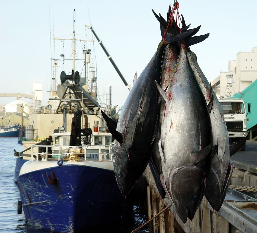 有什么常吃的海鱼无法人工养殖,最值得养的十种海鱼