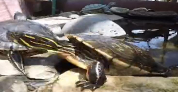 宠物龟病症大全图解,宠物龟离奇死亡