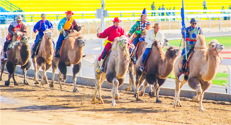 肃北七彩花海,肃北百亩花海在哪里