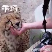 与野生猎豹亲密接触,摄影师野外河边拍摄野生猎豹