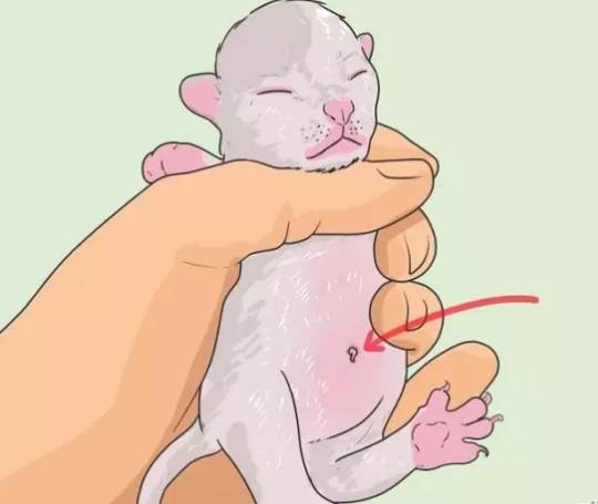 猫咪怀孕期间,这些事情你必须要知道!