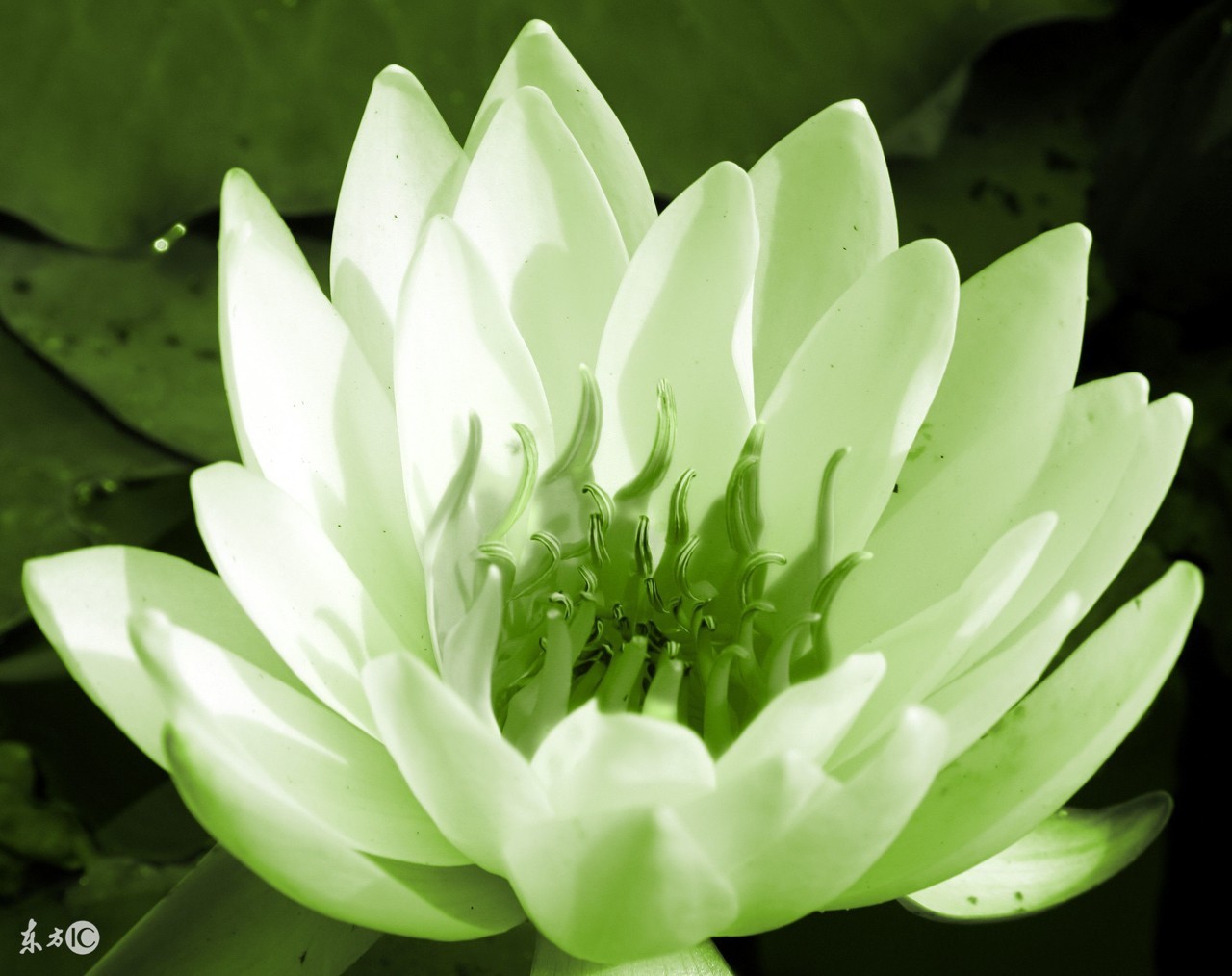 说点您不熟悉的百合花