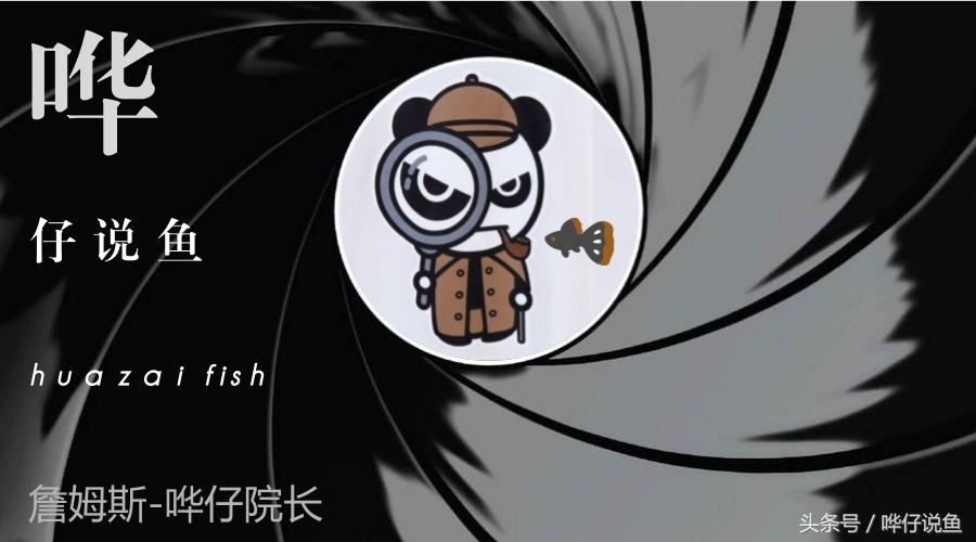 爸爸快看！我在鱼缸里抓到了米老鼠——宠物鱼新手入门小窍门