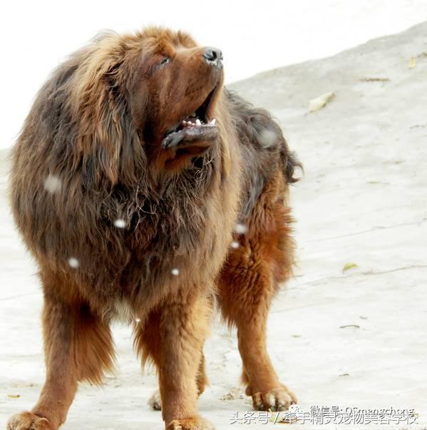 藏獒百科知识,藏獒最怕的犬种