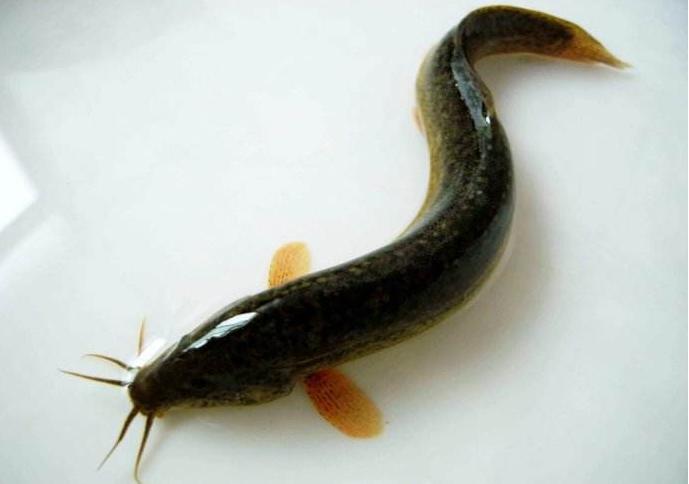 青鱼草鱼鲤鱼怎么区分,河鱼鲢鱼大头鱼有什么区别