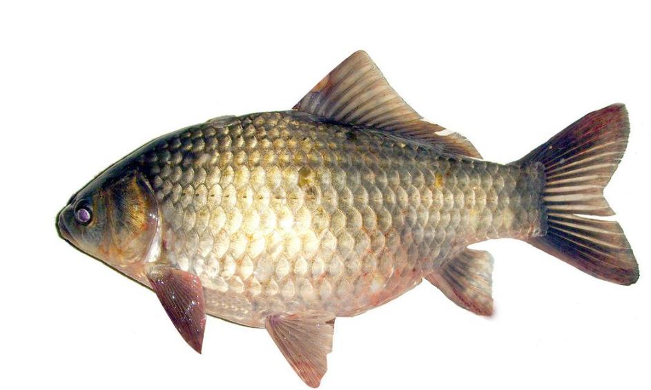 青鱼草鱼的区分,鲢鱼与青鱼和草鱼的区别