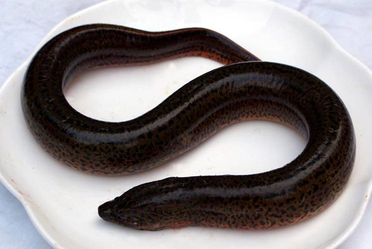 青鱼和花鲢鱼的区别图片,青鱼草鱼鲤鱼怎么区分