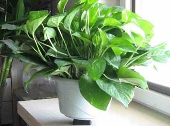 绿萝怎么养好爬满100个墙壁,绿萝怎样养成绿萝墙