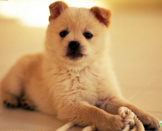 狗狗胆小怎么训练最快最简单,怎么纠正狗狗过于胆小怕车