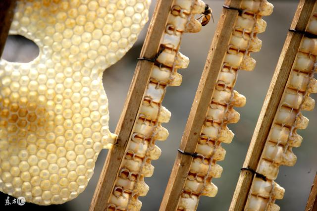 养蜜蜂专用术语,蜜蜂养殖技术维语版