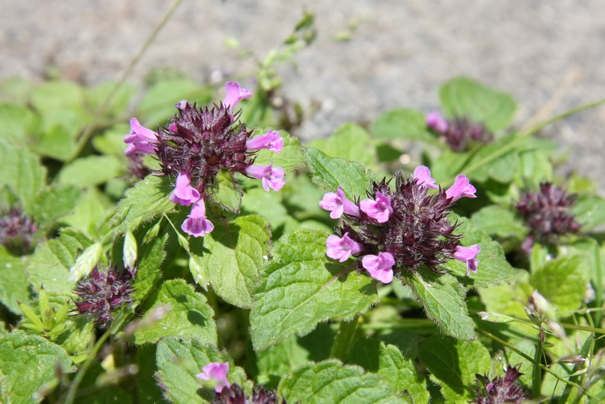 患了湿疹怎么办教你一招简单高效,湿疹怎么办最有效小方法