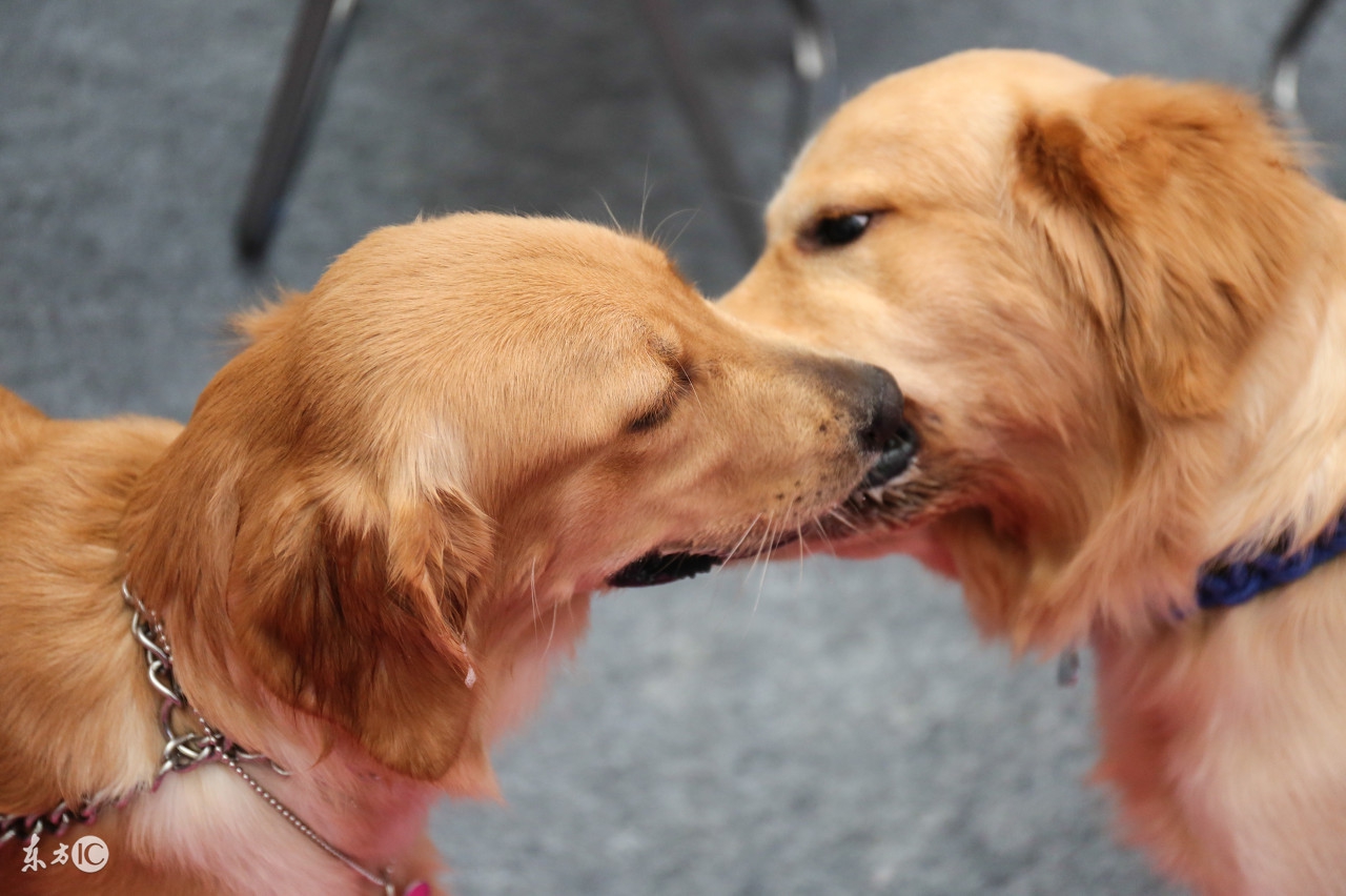 如何养好一只金毛犬呢,如何才能养好一只金毛犬