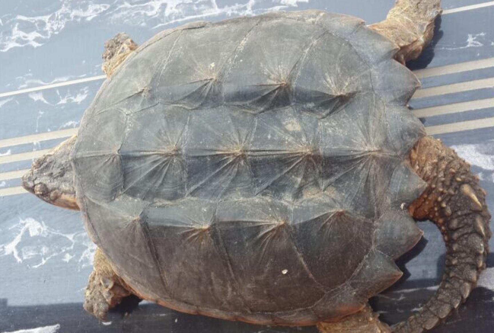 水龟都有哪些,水龟都有什么样的