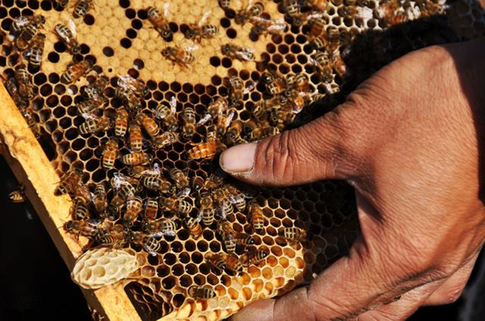 蜜蜂养殖技术试题及答案,养殖蜜蜂的语言