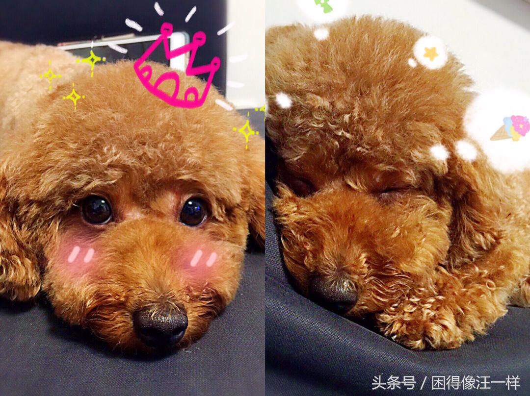 狗狗胡萝卜能每天吃吗,狗能吃胡萝卜酸奶吗