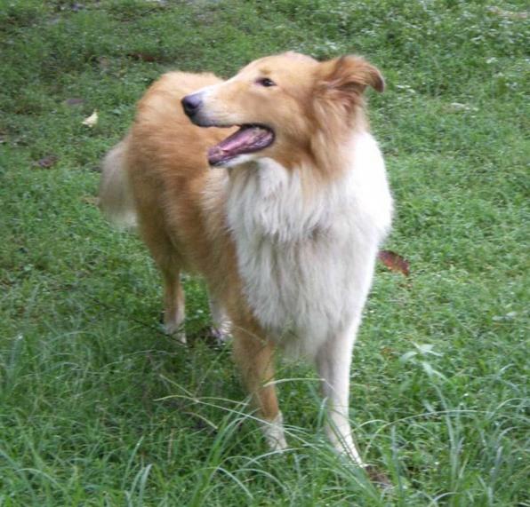 如何了解各种不同的狗狗品种,小型狗当中什么狗型最好