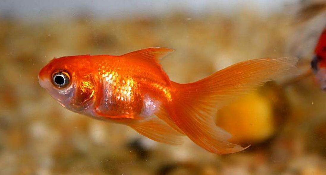 串钩钓鱼技巧和方法讲解,串钩钓鱼技巧气温低怎么使用串钩