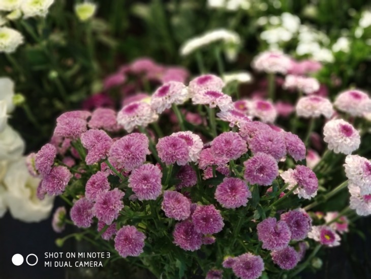 小米note3拍照好看吗,小米note3拍照有多强