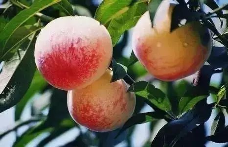 镇江有轨电车,镇江有名的塔叫什么塔