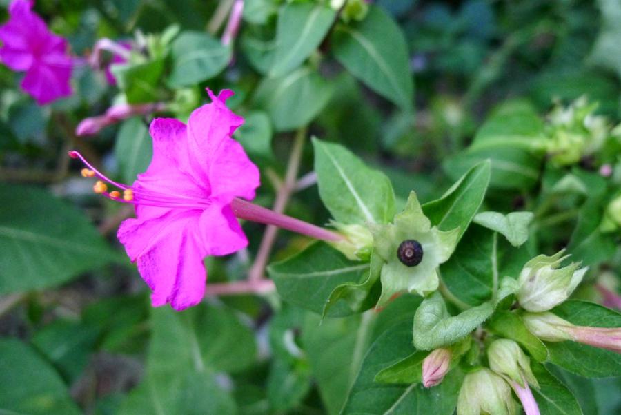 紫花茉莉治急性关节炎损伤接骨