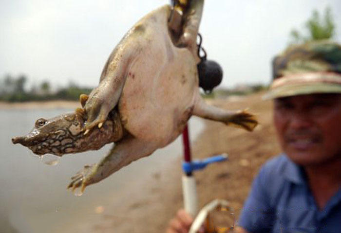 野河钓甲鱼口诀,屎打窝钓鱼效果