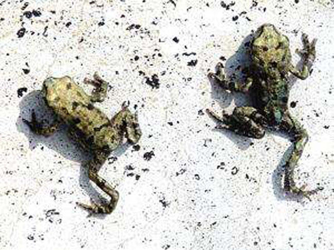 野河钓甲鱼口诀,屎打窝钓鱼效果