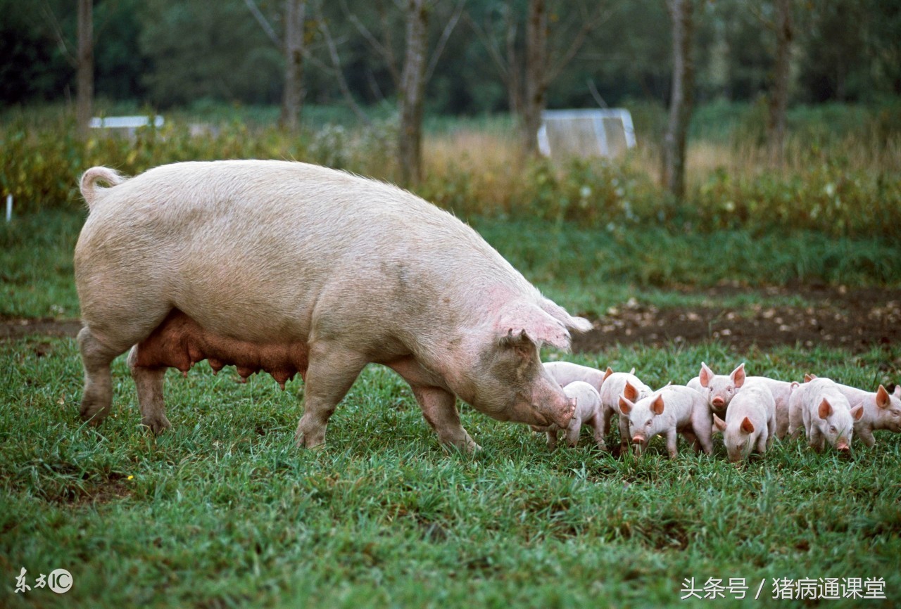 母猪产程长死胎多什么原因,母猪肥了生产有什么危害