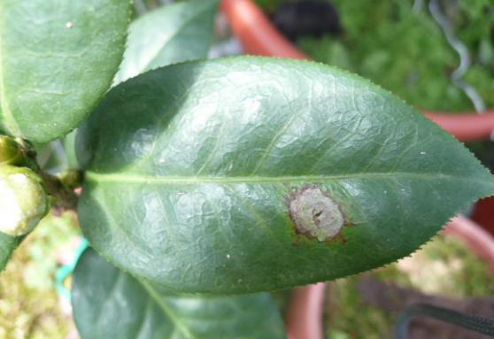 香妃茶花常见病,耐冬茶花常见病虫