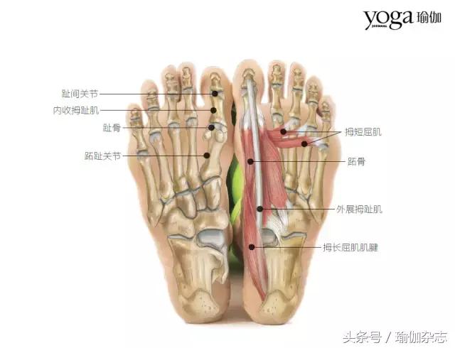 增强脚部肌肉和脚踝力量,增强支撑脚力量