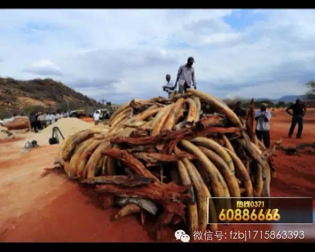 特大走私象牙判决案例,特大走私象牙判决书